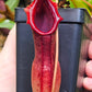 N. northiana x (LVBxVMV)