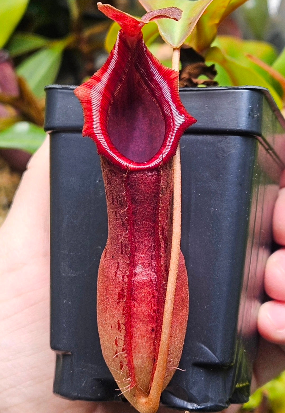 N. northiana x (LVBxVMV)