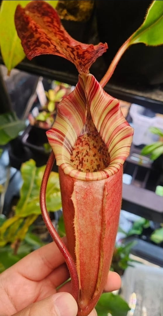 N. (veitchii x burbidgeae) x [(lowii x veitchii) x burbidgeae]