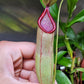 N. truncata x tentaculata