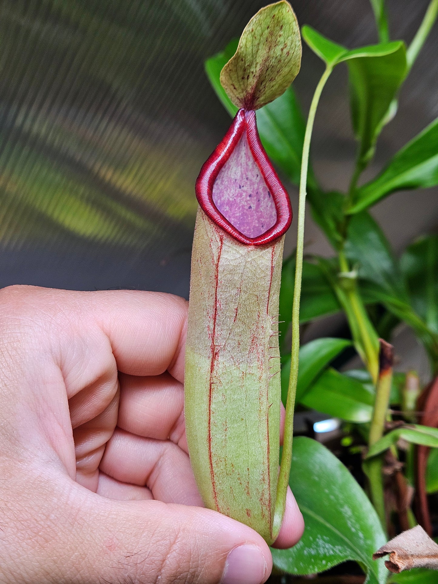 N. truncata x tentaculata