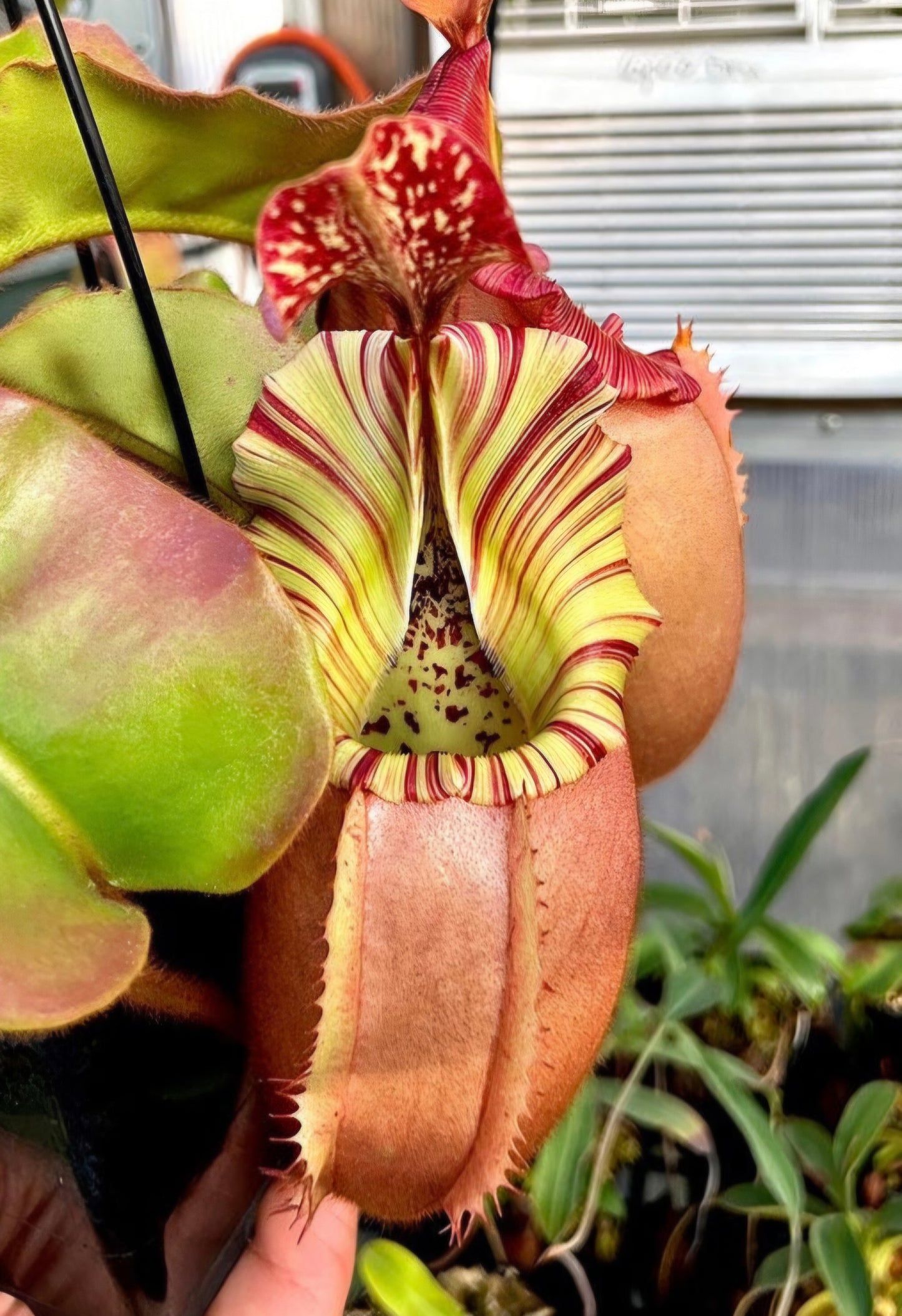 N. veitchii (BM x PCC) #1