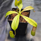 N. ventricosa x Tiveyi