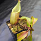 N. burbidgeae x veitchii