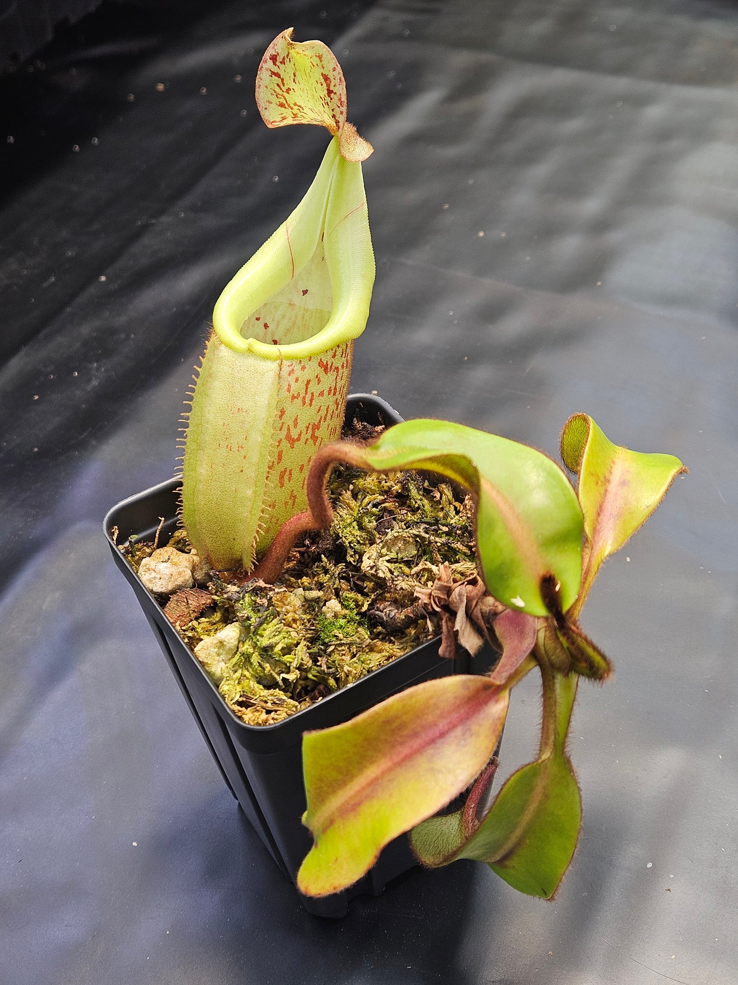 N. burbidgeae x veitchii
