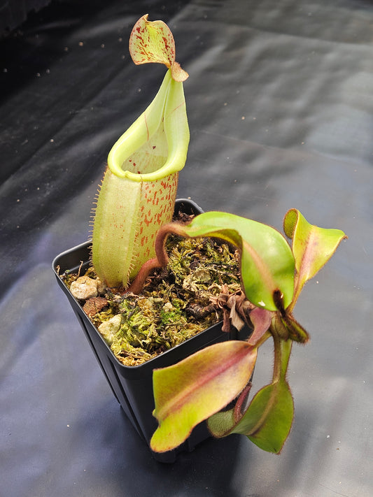 N. burbidgeae x veitchii