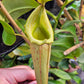 N. maxima JB