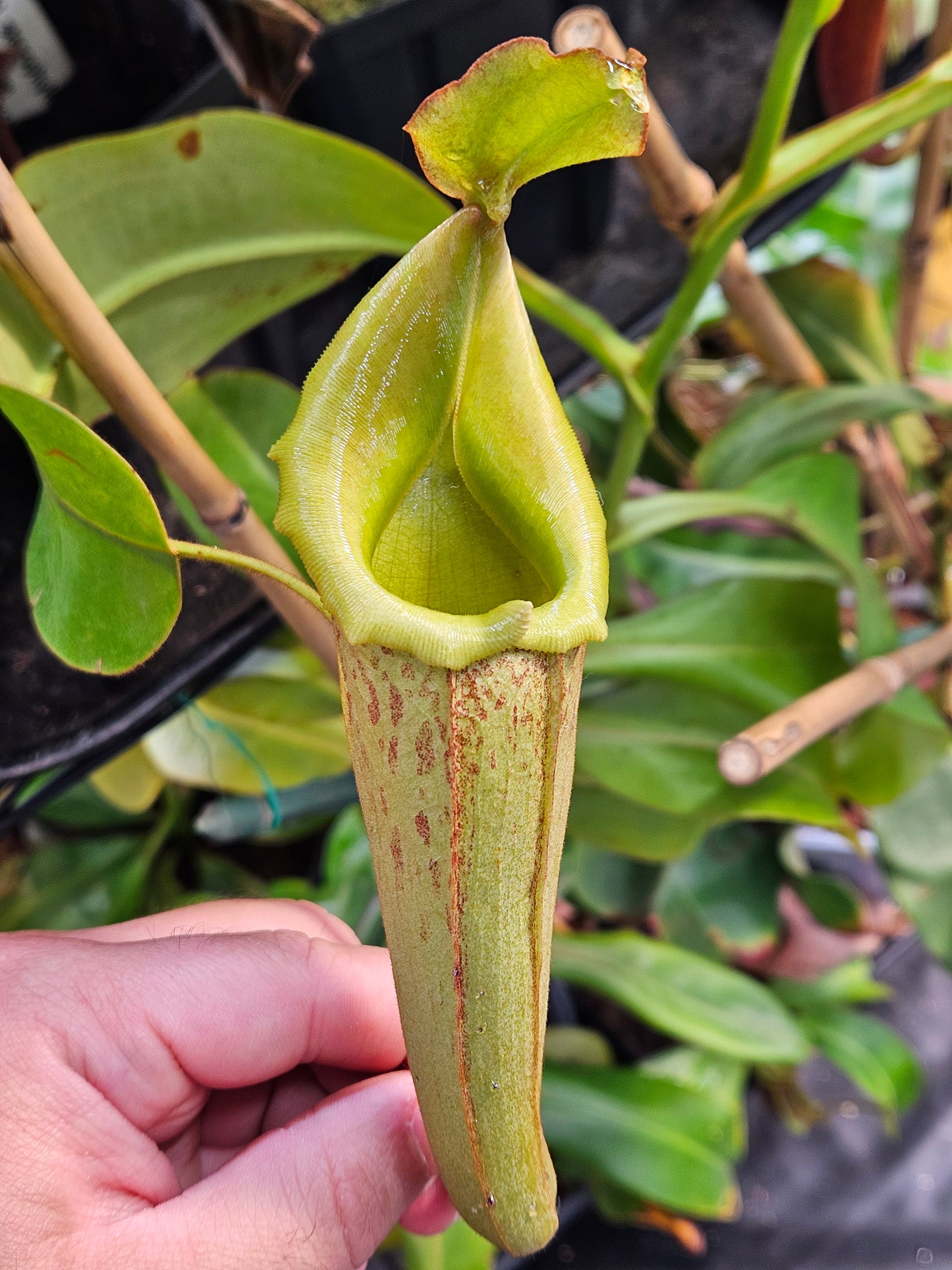 N. maxima JB