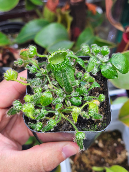 C. follicularis 'Hummer's Giant'