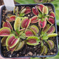 Dionaea m. 'Monkey Ass'