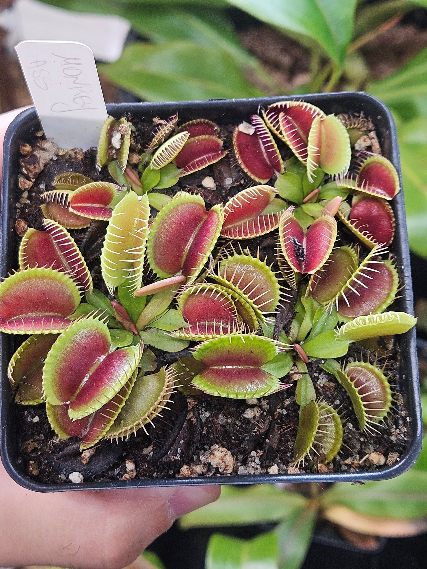 Dionaea m. 'Monkey Ass'