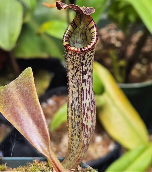 N. LVB x vogelii