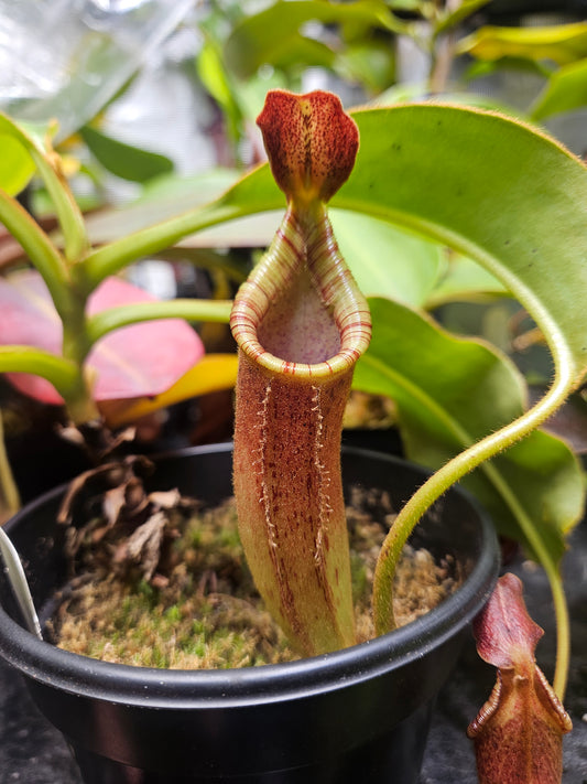 Cute pitcher of ampullaria #pitcherplants #nepenthes #ampullaria  #kantongsemar #tanamankarnivora #carnivorousplants…