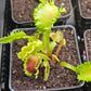 Dionaea m. 'Chinese Dumpling'