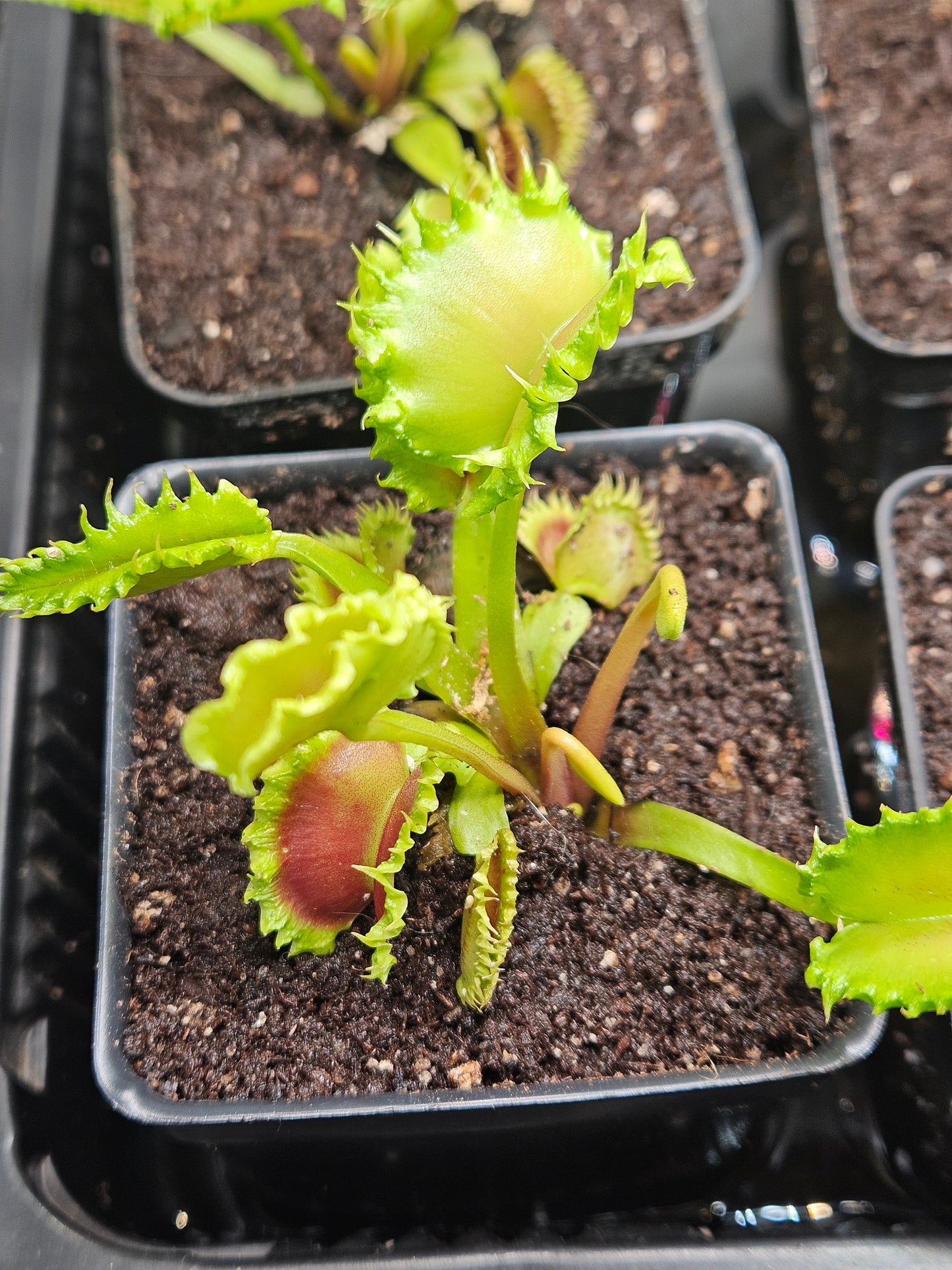 Dionaea m. 'Chinese Dumpling'