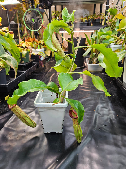 N. maxima x truncata EP XXL