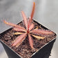 D. adelae