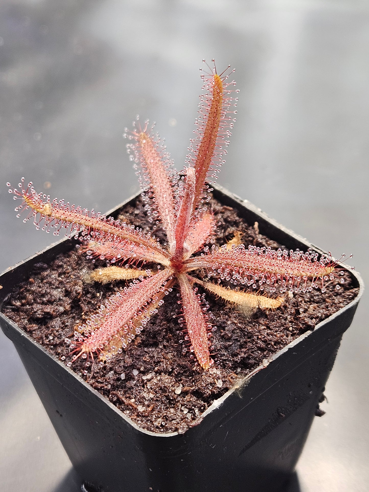 D. adelae