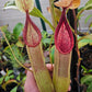 N. truncata x tentaculata