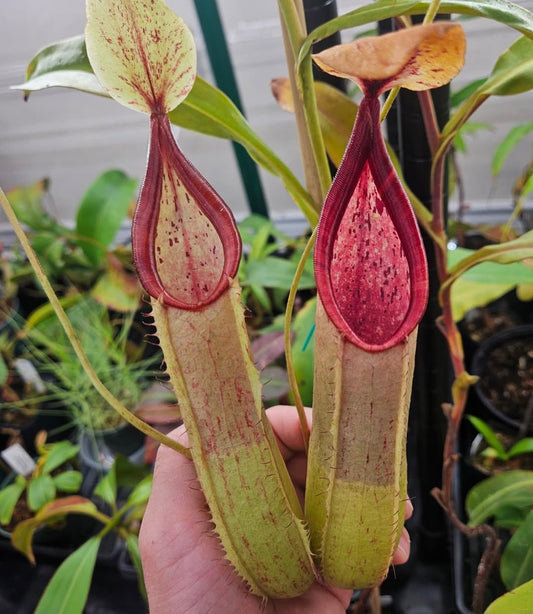 N. truncata x tentaculata