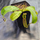 N. maxima JB