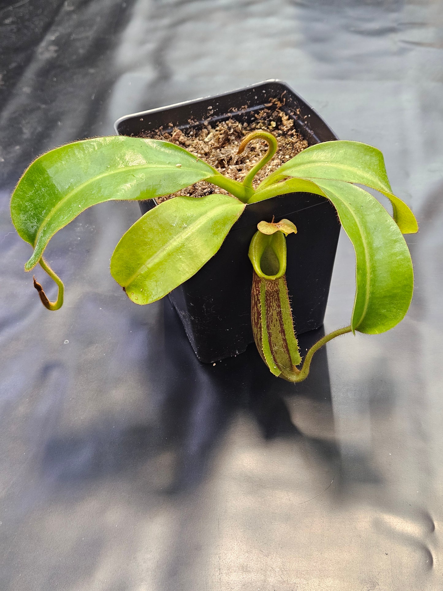 N. maxima JB