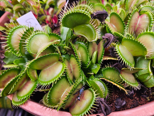Dionaea m. 'GJ Goliath' JH