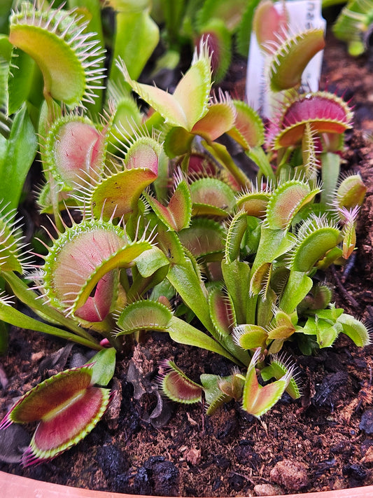 Dionaea m. 'Jabberwocky'