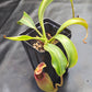 N. (lowii x Tiveyi) x [(lowii x veitchii) x burbidgeae] #1