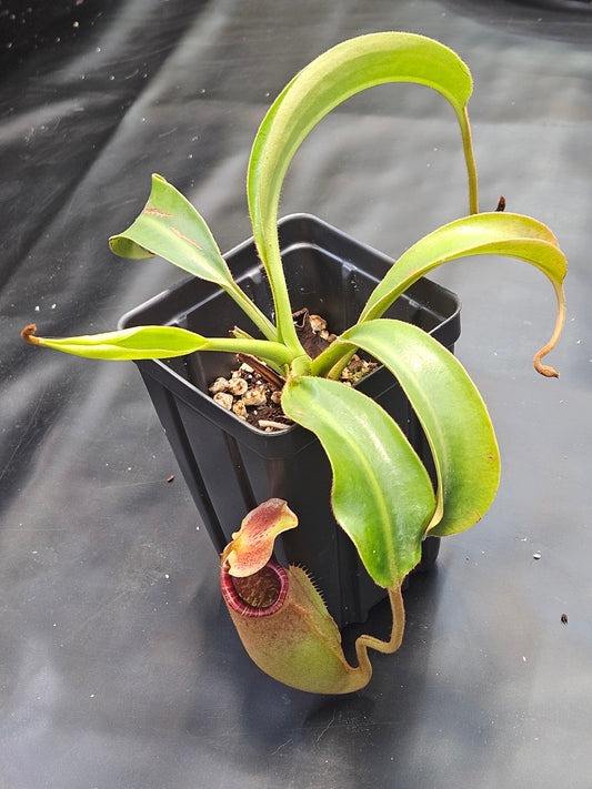 N. (lowii x Tiveyi) x [(lowii x veitchii) x burbidgeae] #1