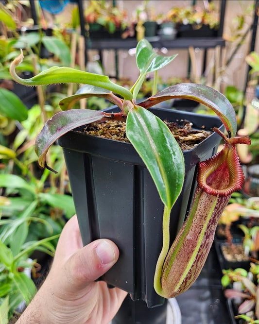 N. (LVB x VMV) x edwardsiana