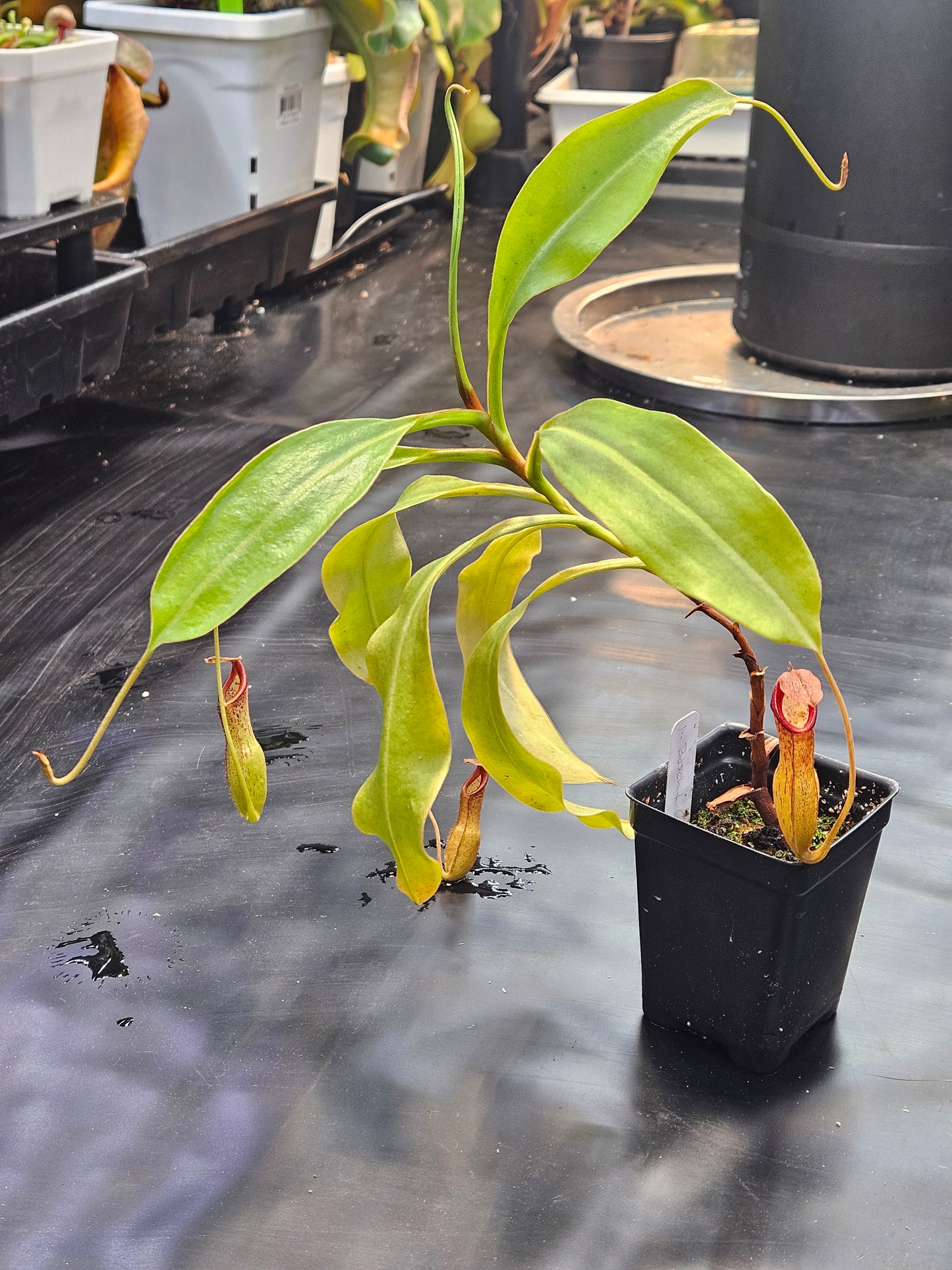 N. boschiana x Goliath