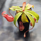 N. suratensis x northiana #1