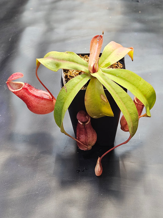 N. suratensis x northiana #1