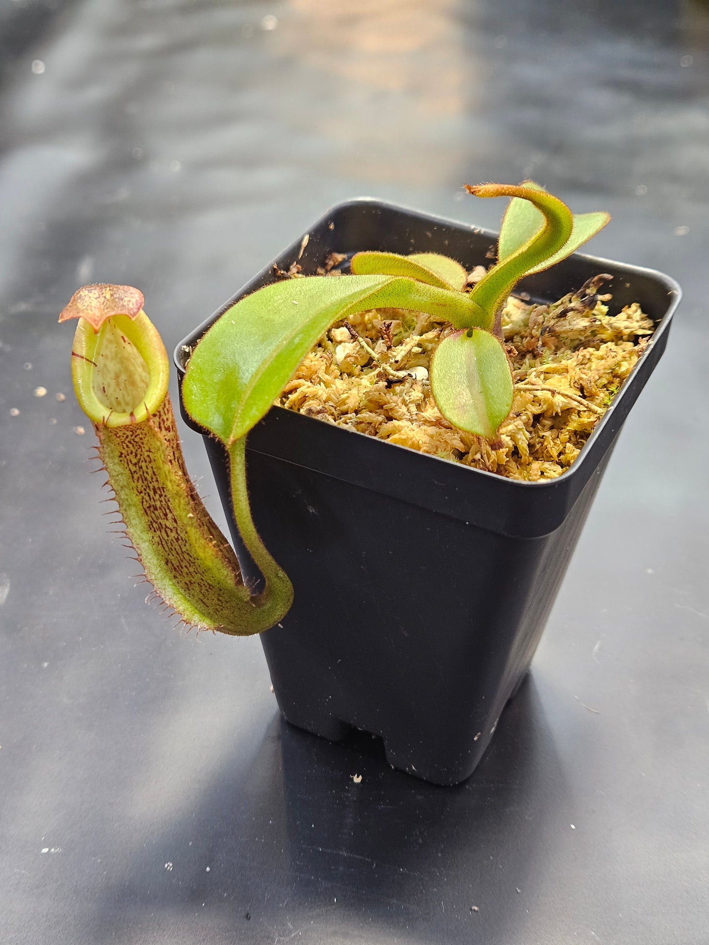 N. 'Song of Melancholy' x (burbidgeae x platychila)