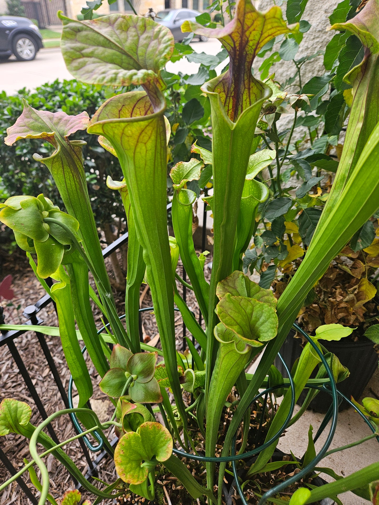 S. 'Saurus' x 'Adrian Slack'