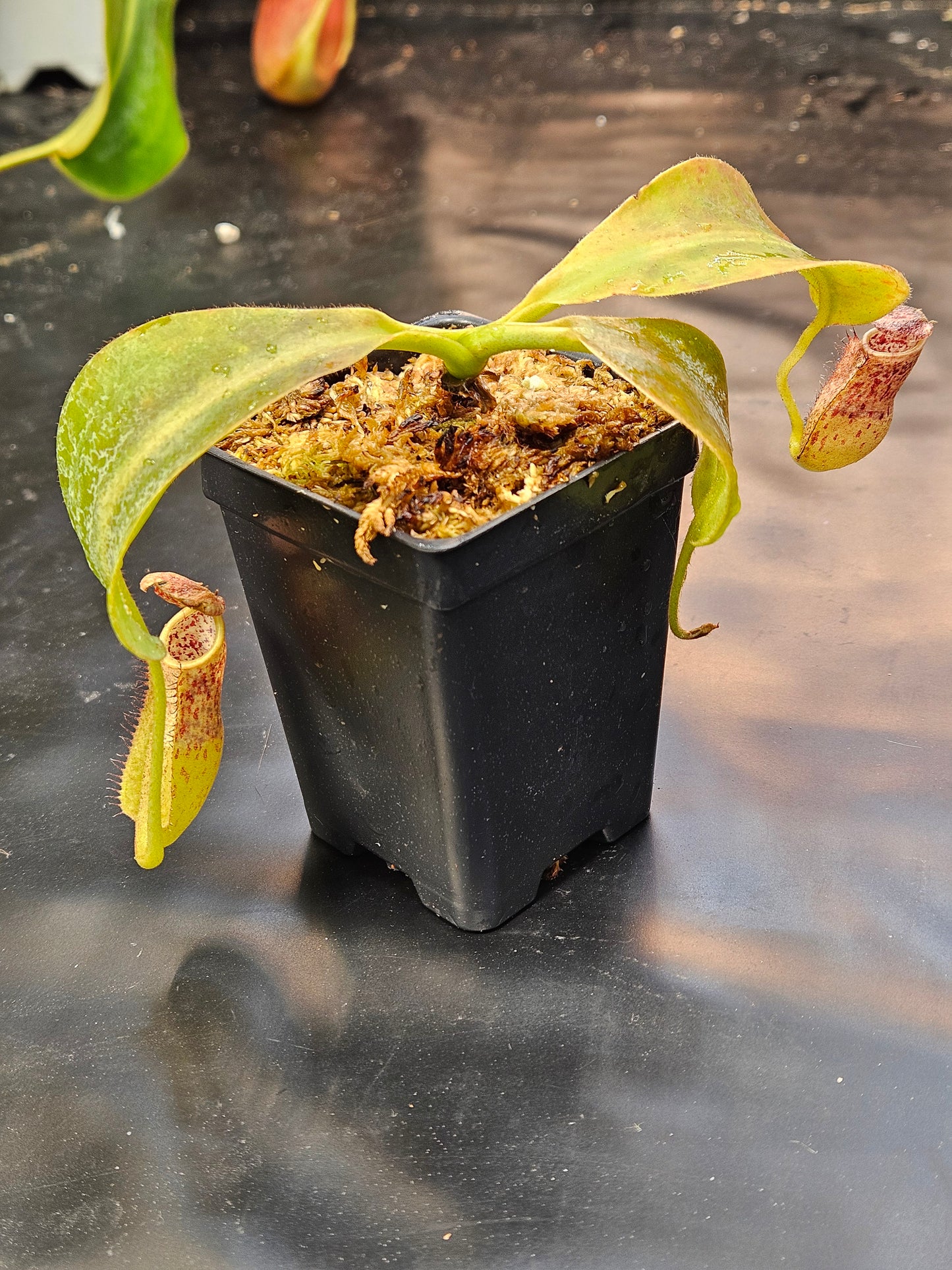 N. eymae x (SOM x LVB)