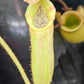 N. LVB x veitchii