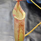 N. (veitchii x burbidgeae) x (LVB x VMV) #3 - Rooted Cutting