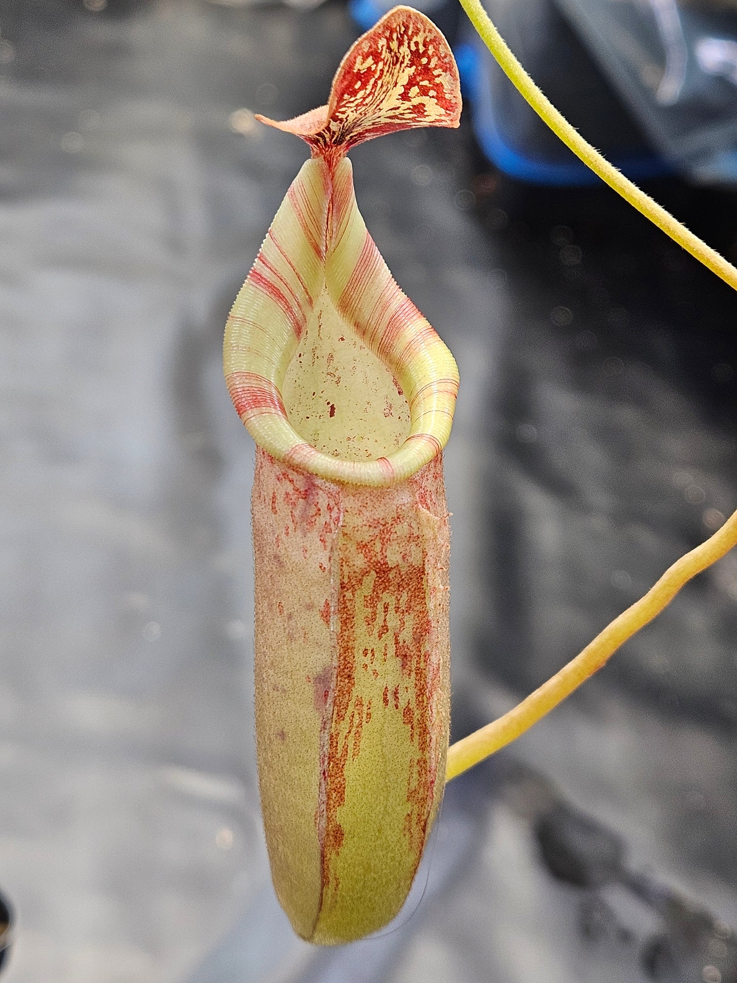 N. (veitchii x burbidgeae) x (LVB x VMV) #3 - Rooted Cutting