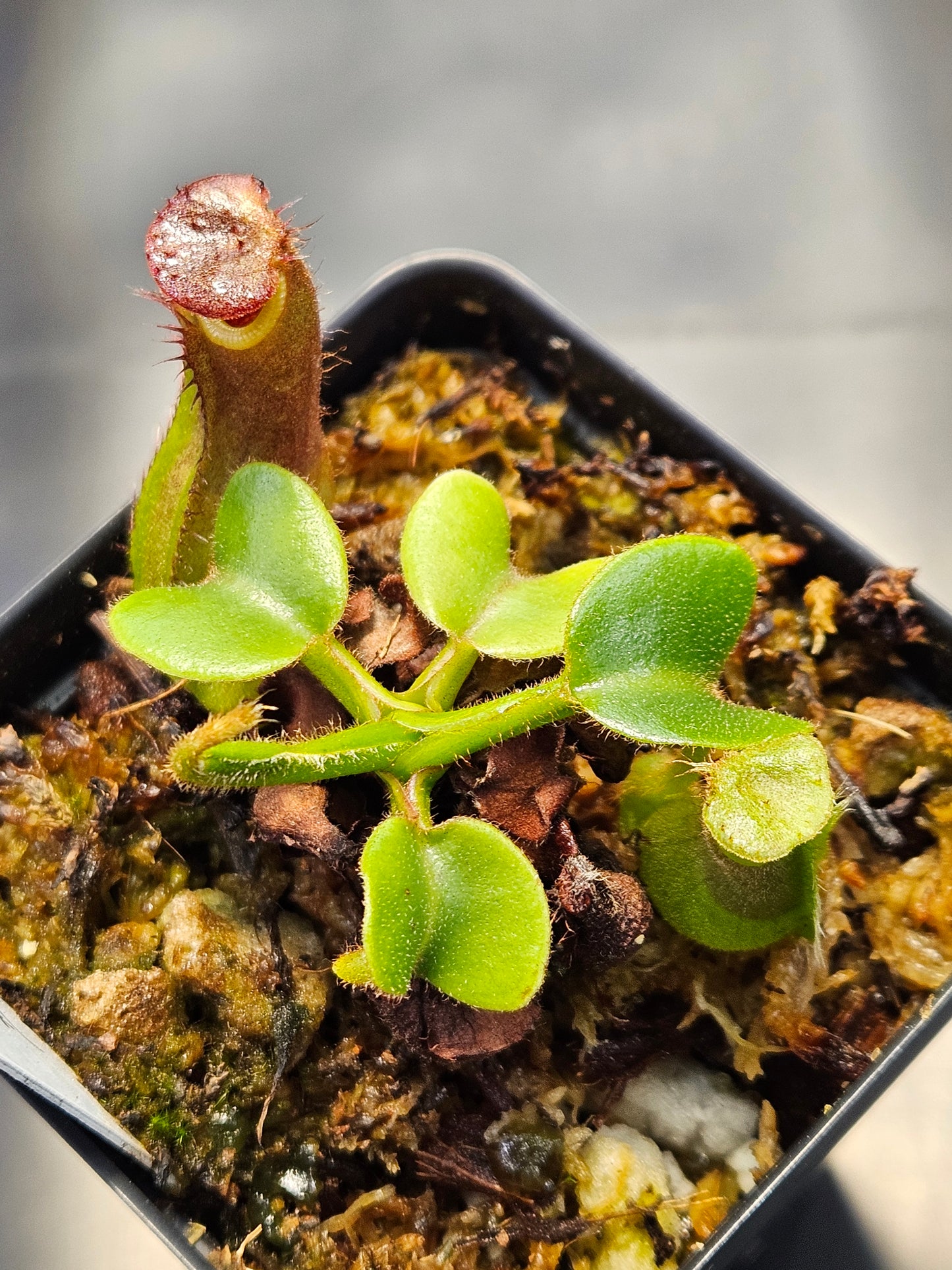 N. truncata (Giant x C) #1