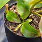 N. (truncata x campanulata) x veitchii "The Wave"