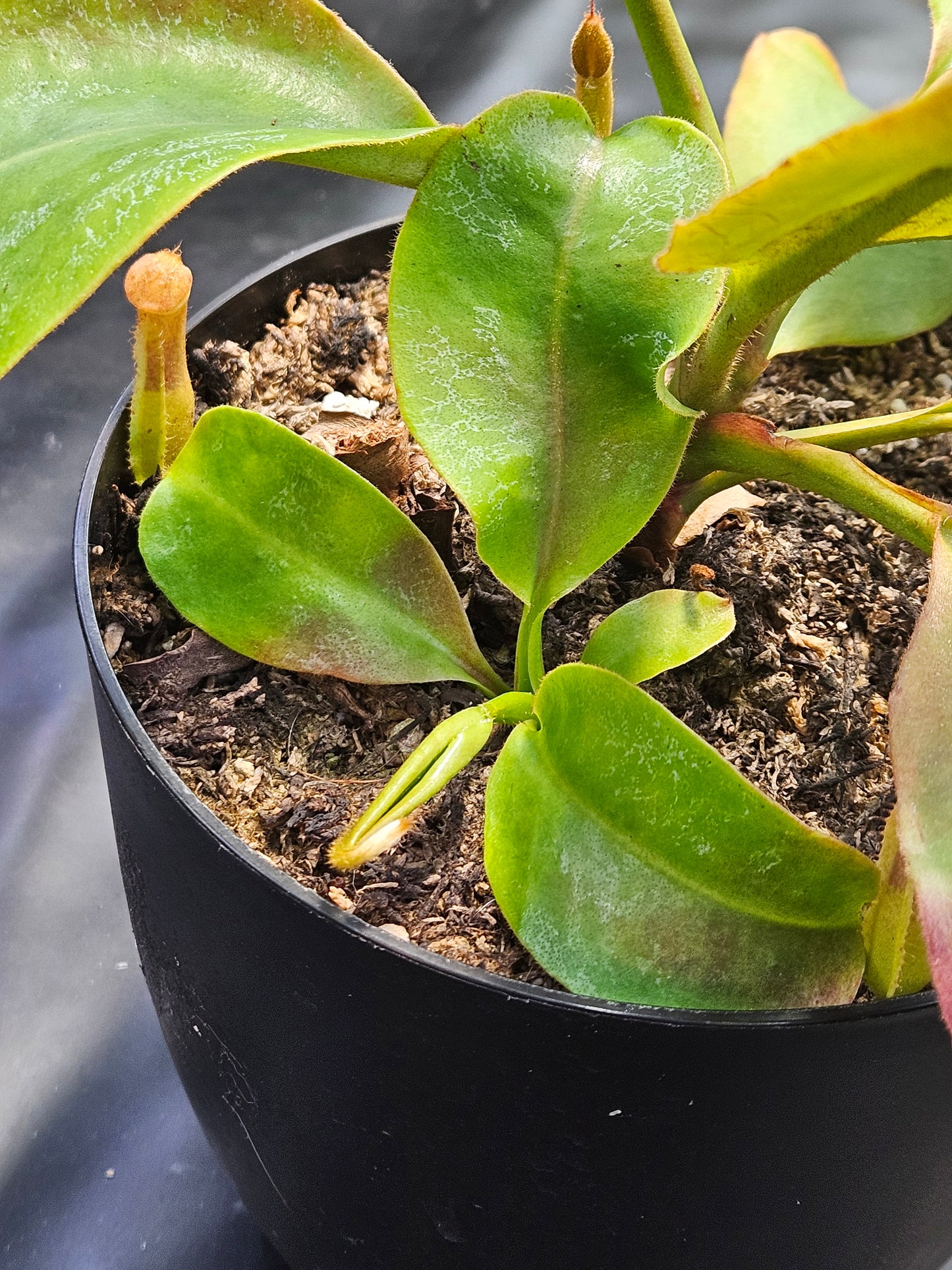 N. (truncata x campanulata) x veitchii "The Wave"