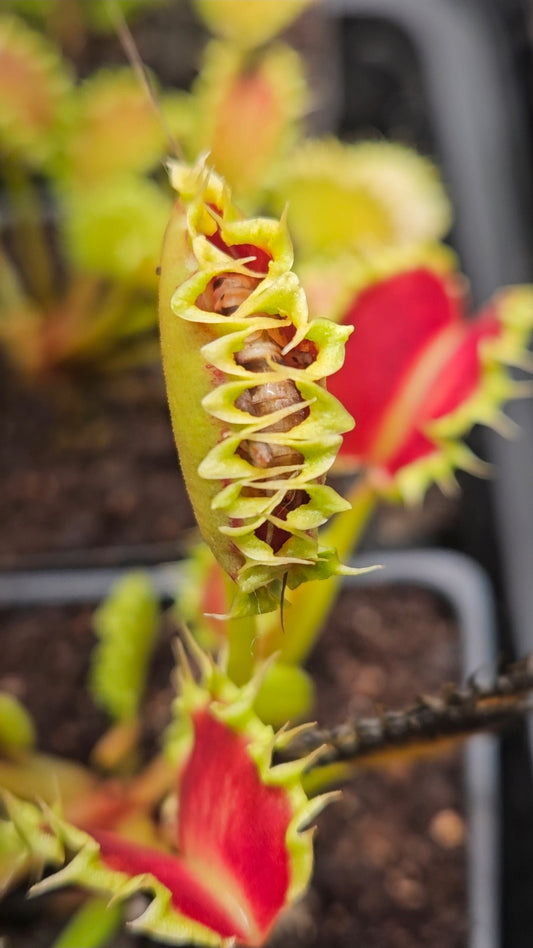 Dionaea m. 'Chinese Dumpling'