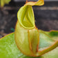N. veitchii (m) x (m)