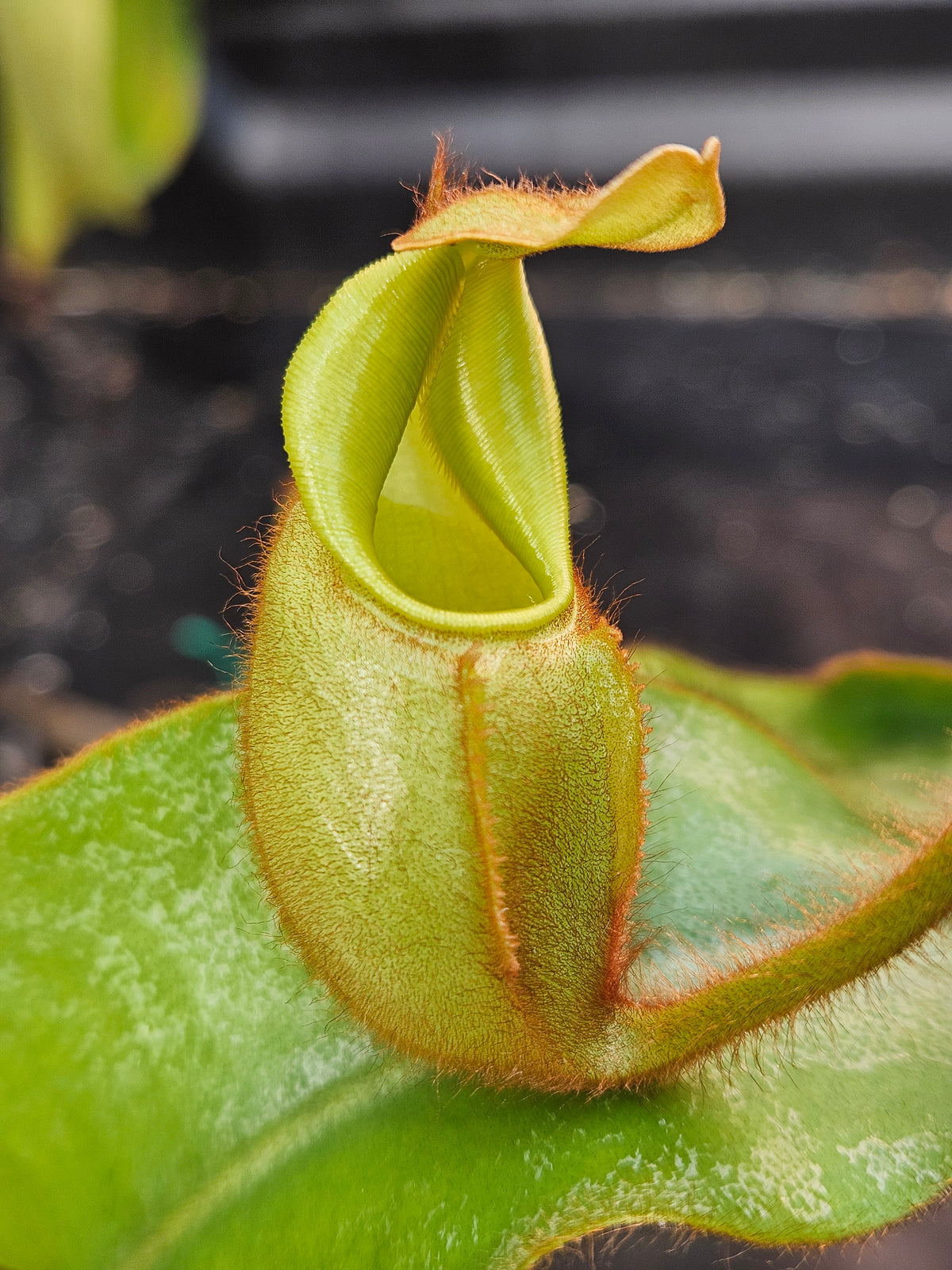 N. veitchii (m) x (m)