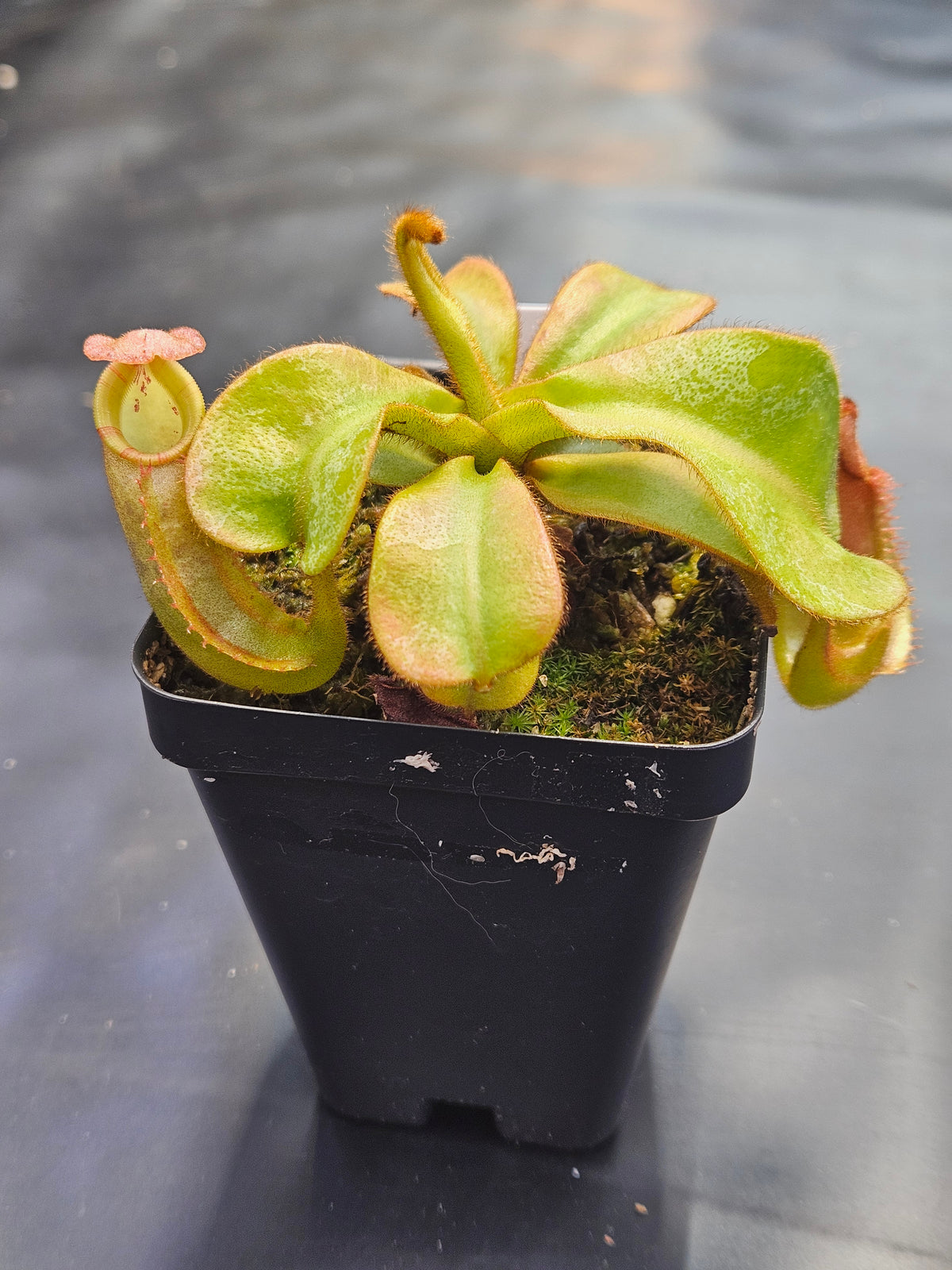 N. veitchii (BM x PCC) #1
