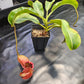 N. (lowii x Tiveyi) x [(lowii x veitchii) x burbidgeae] #2