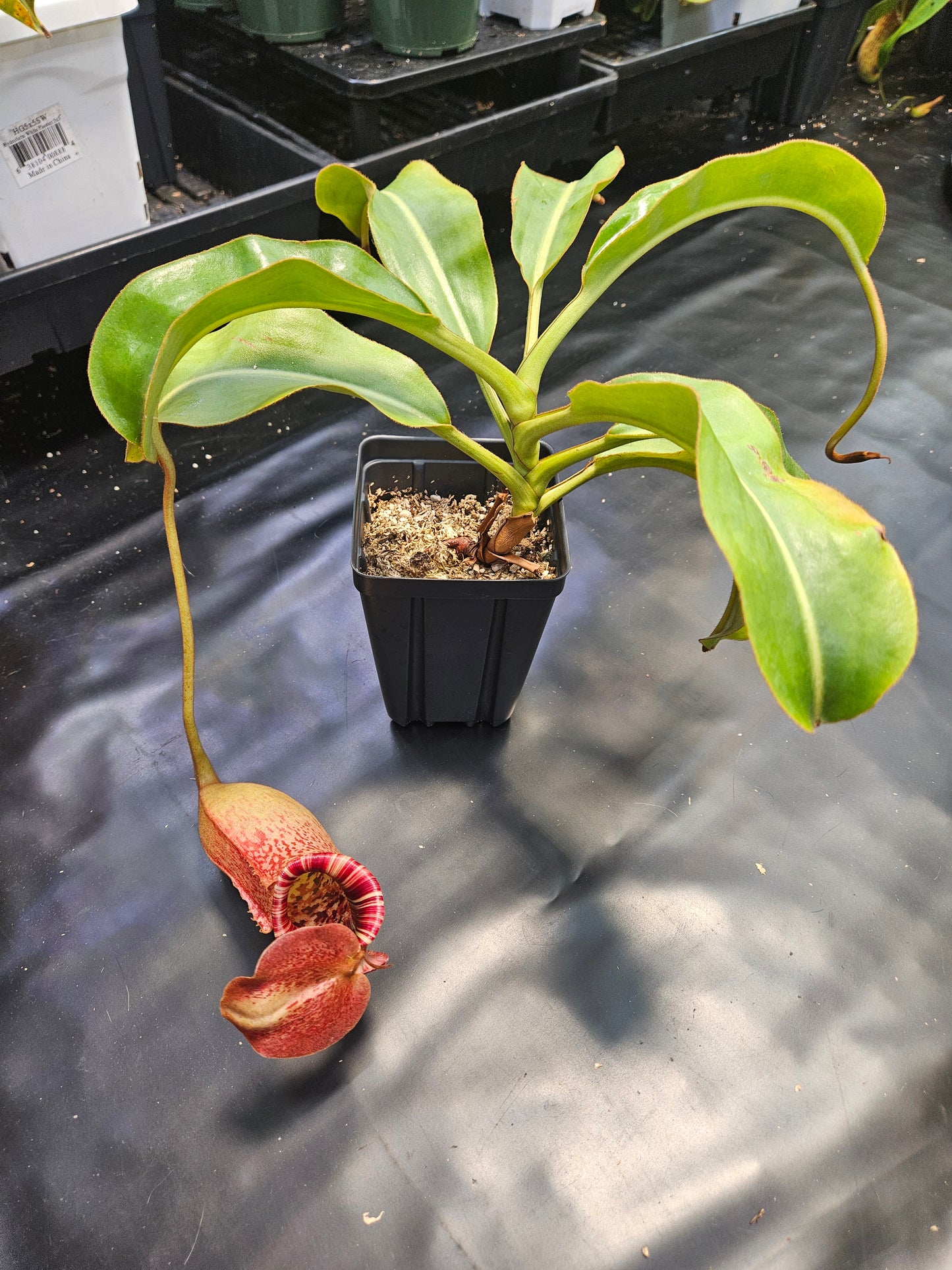 N. (lowii x Tiveyi) x [(lowii x veitchii) x burbidgeae] #2