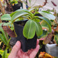 N. vogelii x (lowii x campanulata)